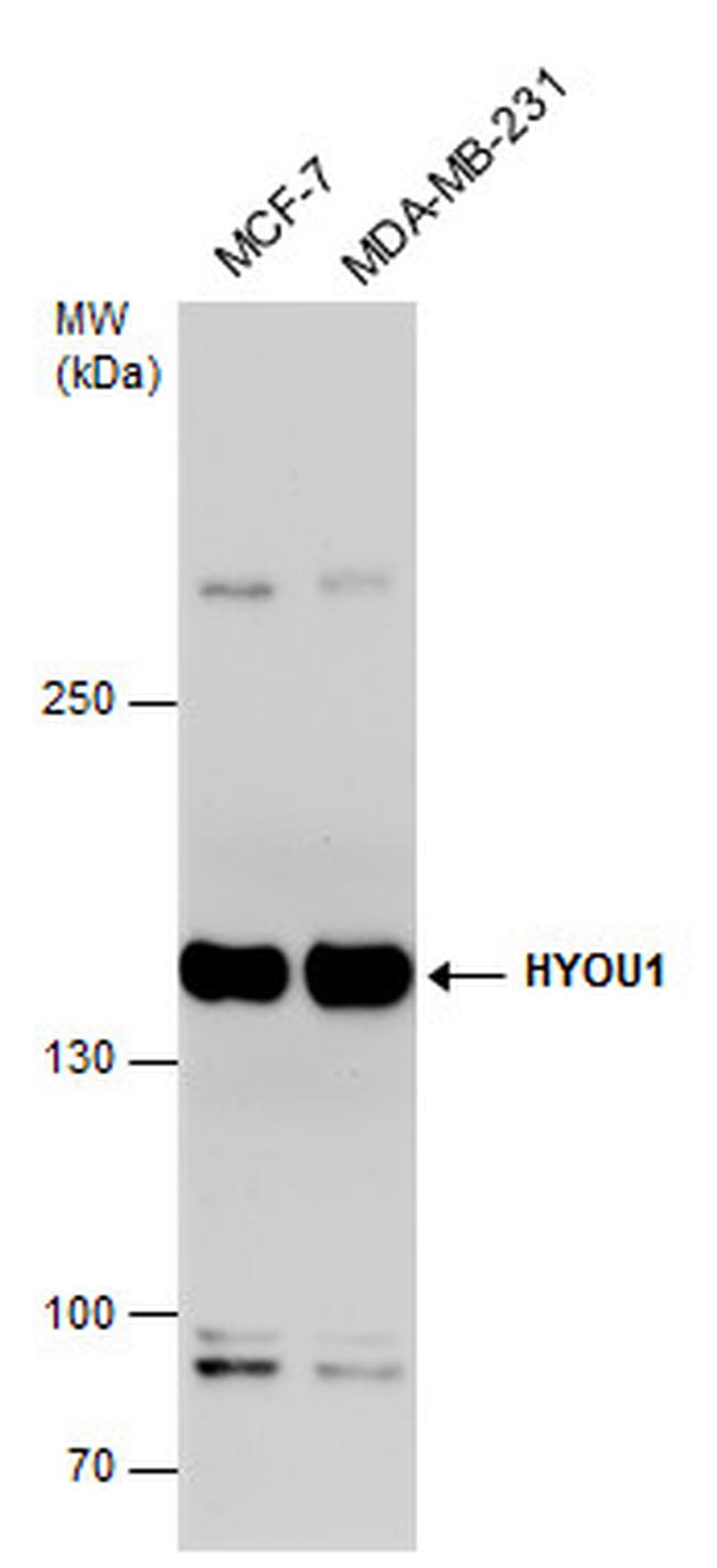 HYOU1 Antibody in Western Blot (WB)