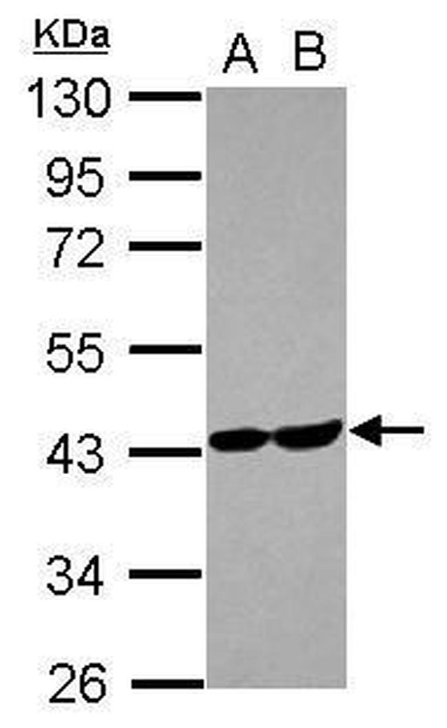 Aldolase C Antibody in Western Blot (WB)