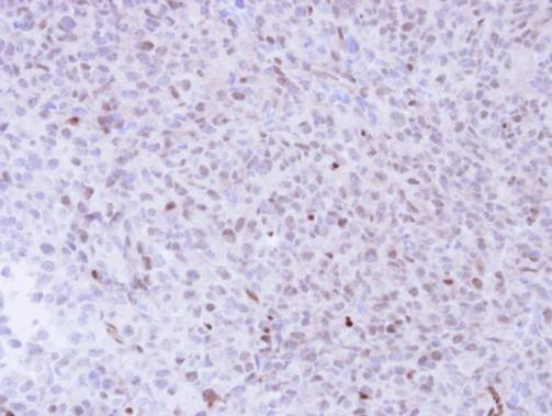 NADE Antibody in Immunohistochemistry (Paraffin) (IHC (P))