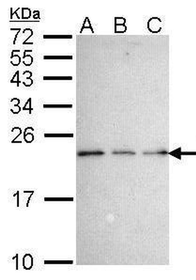 NADE Antibody in Western Blot (WB)