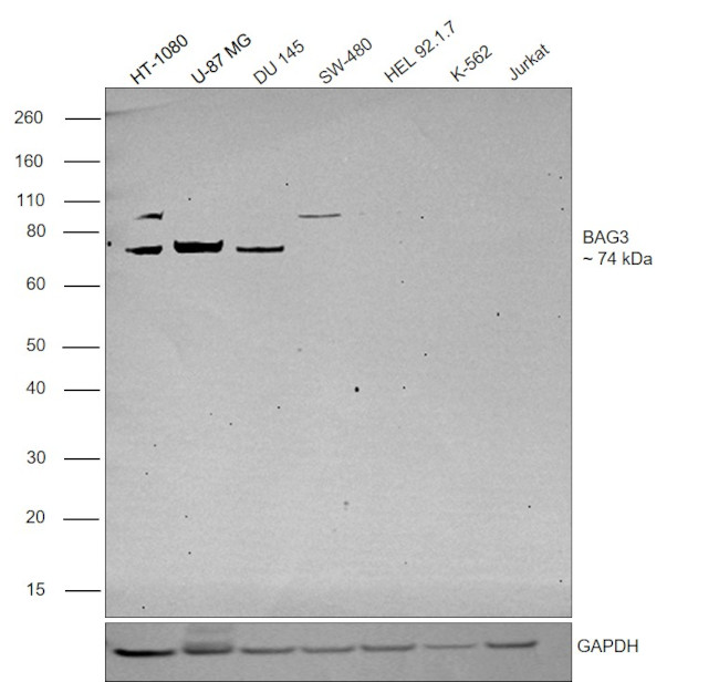 BAG3 Antibody