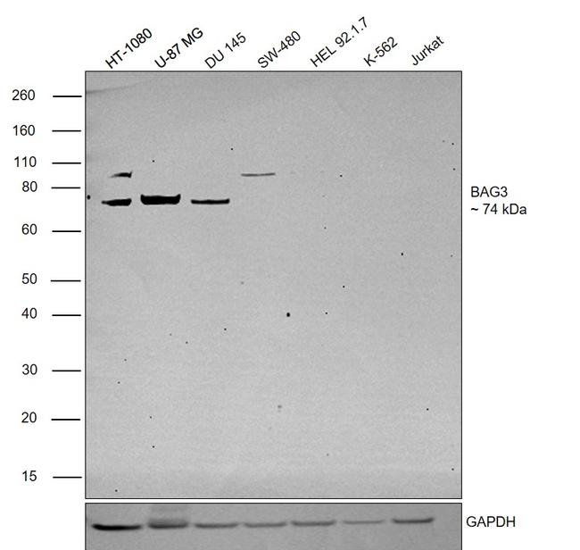 BAG3 Antibody in Western Blot (WB)