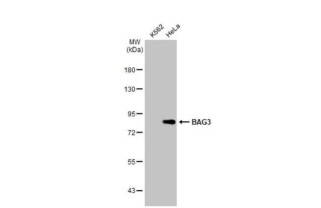 BAG3 Antibody in Western Blot (WB)