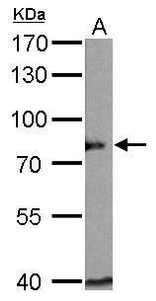 BAG3 Antibody in Western Blot (WB)