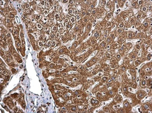 CDw293 Antibody in Immunohistochemistry (Paraffin) (IHC (P))