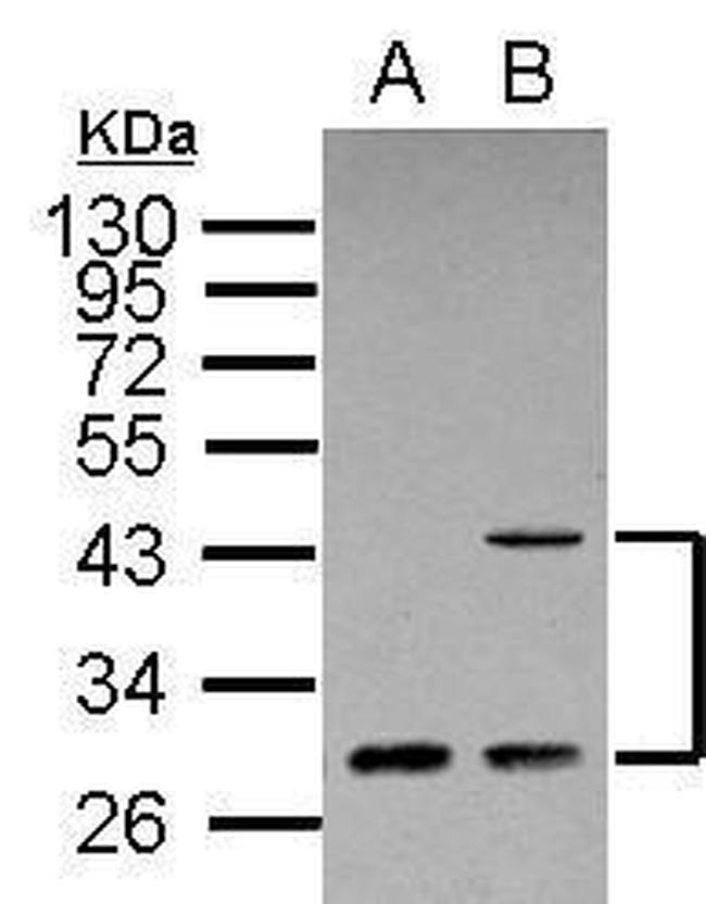 ING1 Antibody in Western Blot (WB)