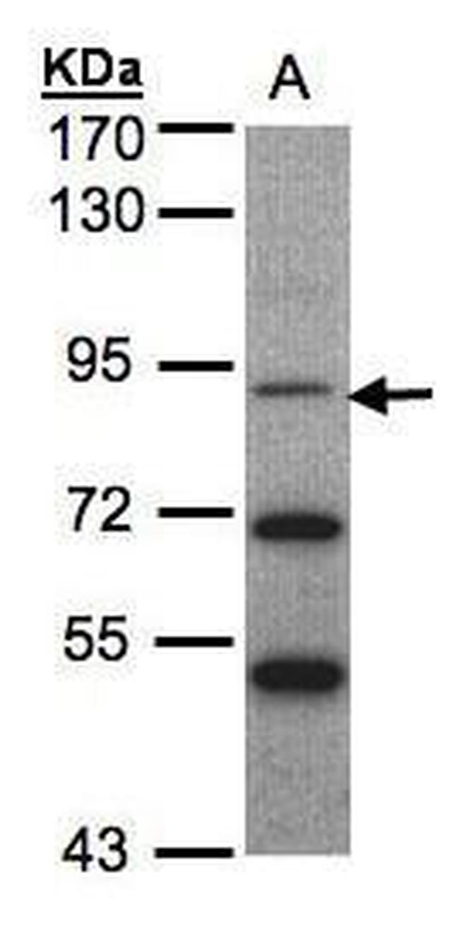 TrkC Antibody in Western Blot (WB)