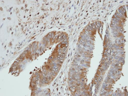 UGP2 Antibody in Immunohistochemistry (Paraffin) (IHC (P))