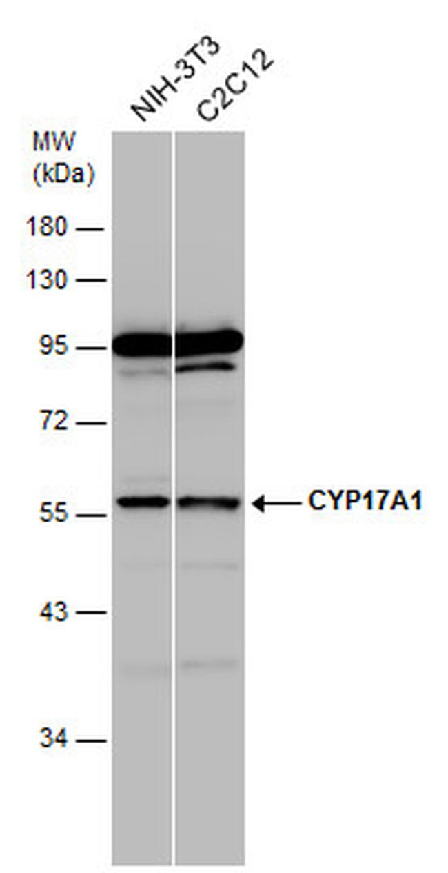 CYP17A1 Antibody in Western Blot (WB)