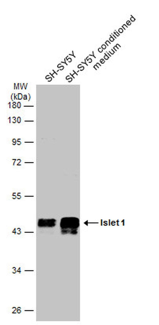 ISL1 Antibody in Western Blot (WB)