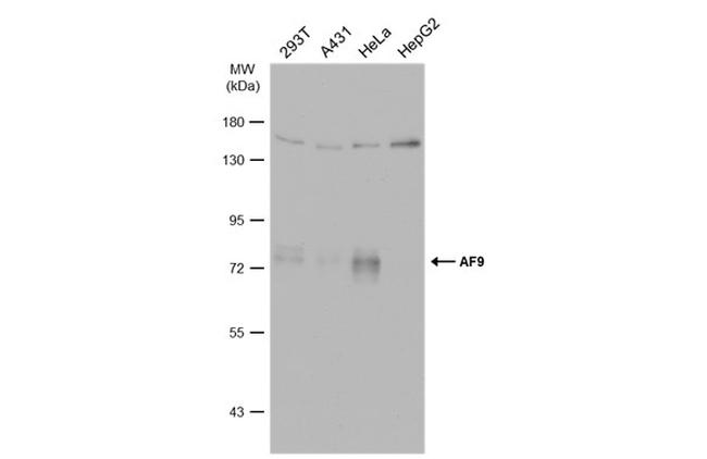 AF9 Antibody in Western Blot (WB)