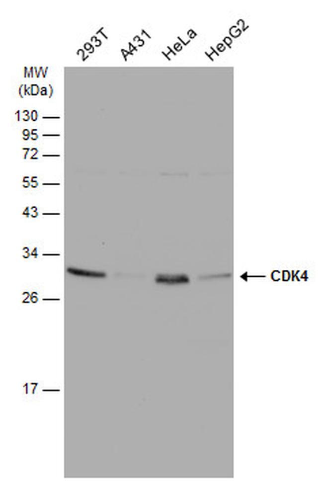 CDK4 Antibody in Western Blot (WB)