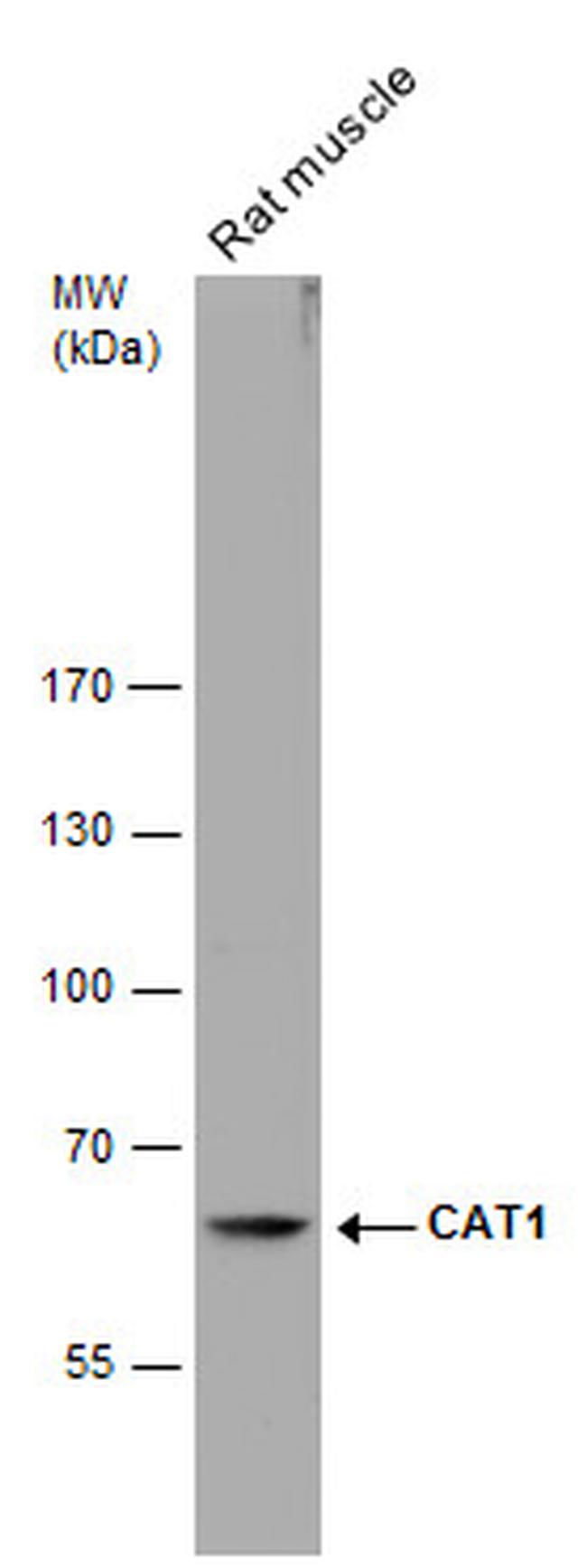 CAT1 Antibody in Western Blot (WB)