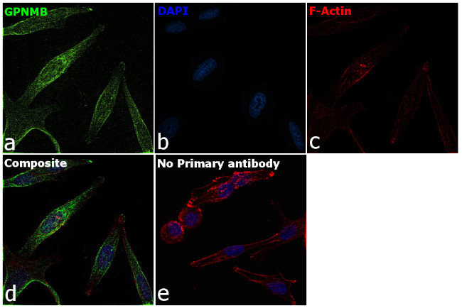 GPNMB Antibody in Immunocytochemistry (ICC/IF)