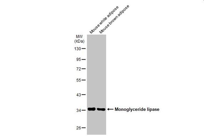Monoacylglycerol Lipase Antibody in Western Blot (WB)