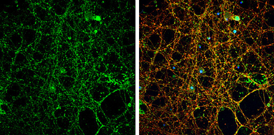 NMDAR2A Antibody in Immunocytochemistry (ICC/IF)