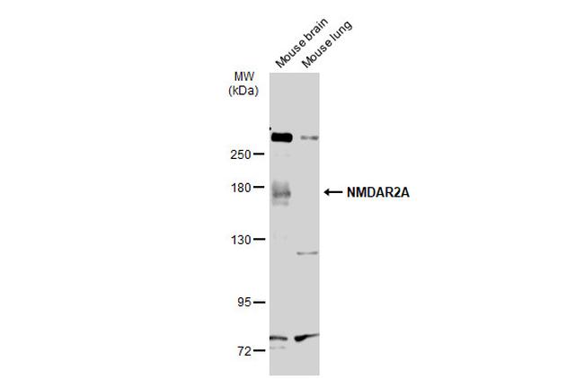 NMDAR2A Antibody in Western Blot (WB)