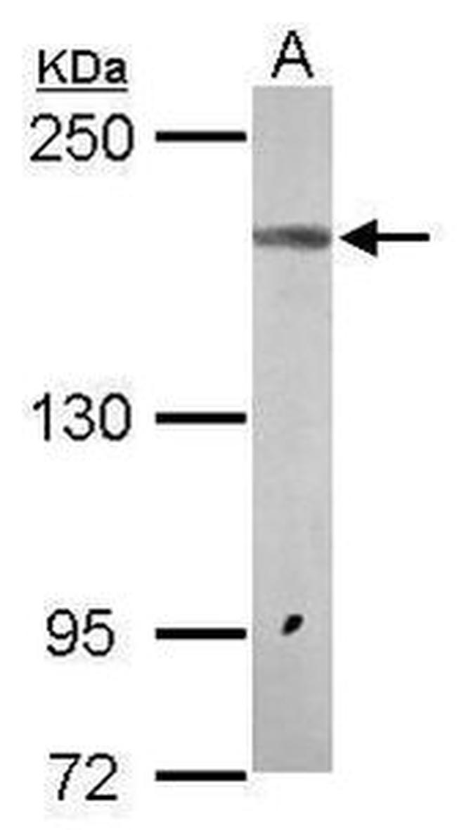 NMDAR2A Antibody in Western Blot (WB)