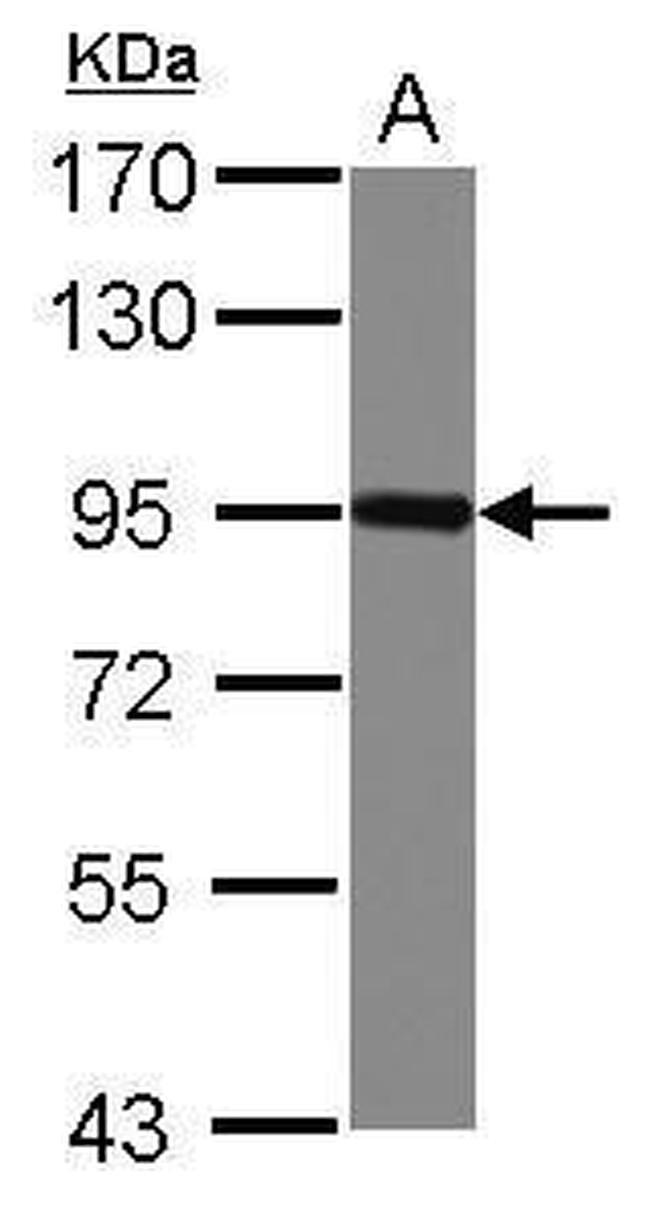 Nectin 3 Antibody in Western Blot (WB)