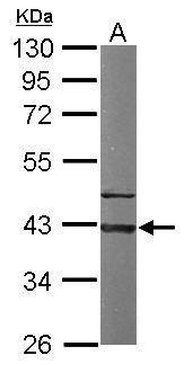 GNAI3 Antibody in Western Blot (WB)