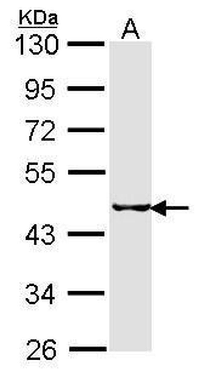 SEPHS2 Antibody in Western Blot (WB)