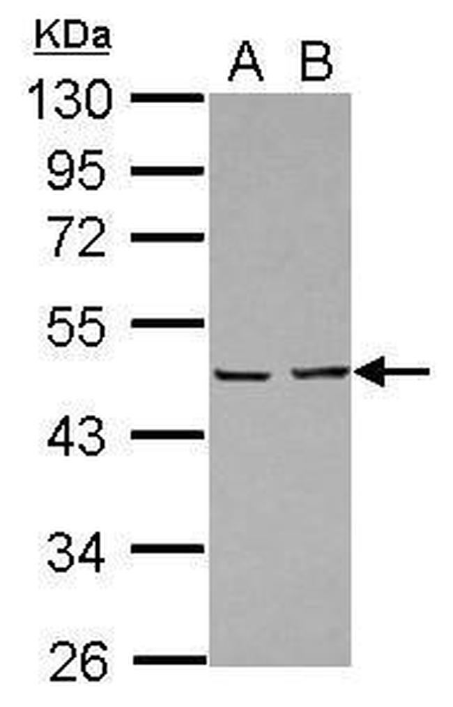 EBP1 Antibody in Western Blot (WB)