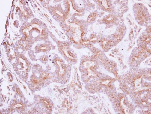 NELL1 Antibody in Immunohistochemistry (Paraffin) (IHC (P))