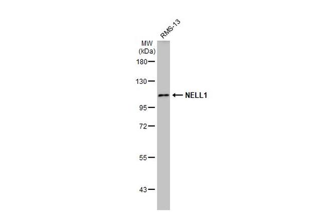 NELL1 Antibody in Western Blot (WB)