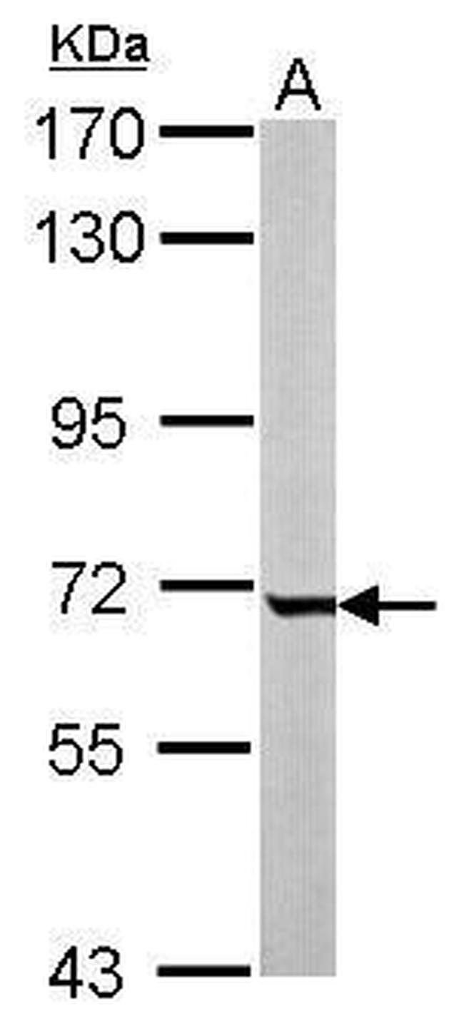 GCKR Antibody in Western Blot (WB)