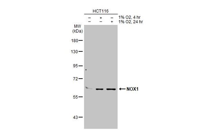 MOX1 Antibody in Western Blot (WB)