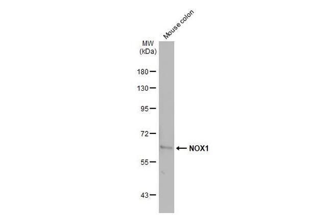 MOX1 Antibody in Western Blot (WB)