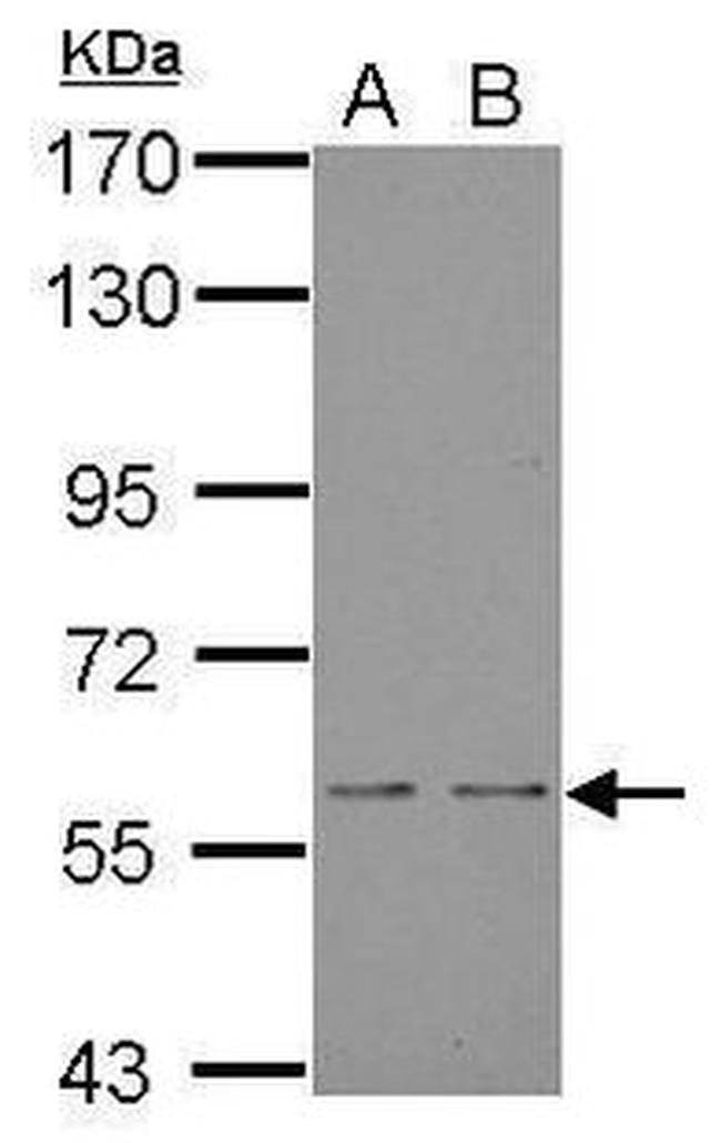 MOX1 Antibody in Western Blot (WB)