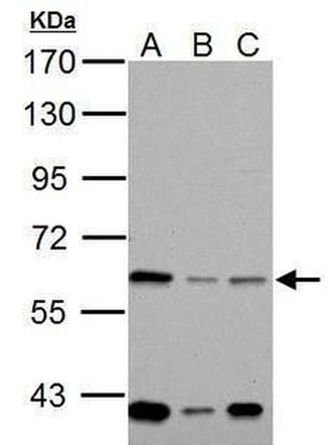 MOX1 Antibody in Western Blot (WB)