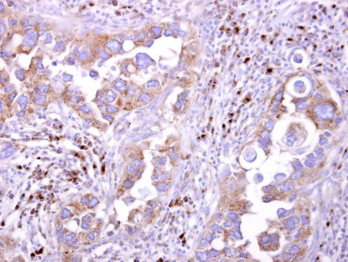 LILRB5 Antibody in Immunohistochemistry (Paraffin) (IHC (P))