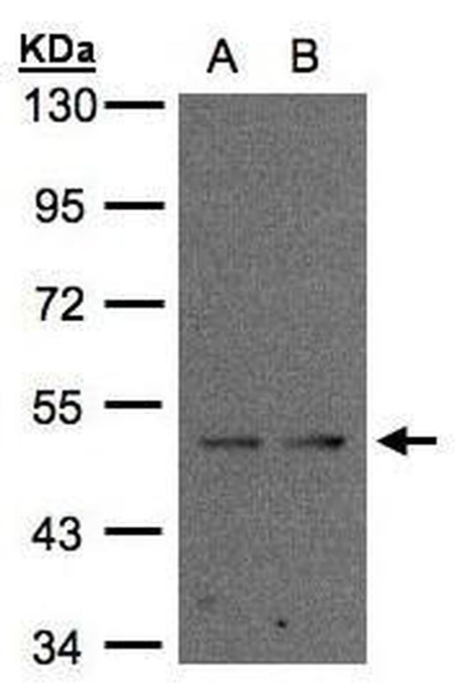 IFRD1 Antibody in Western Blot (WB)