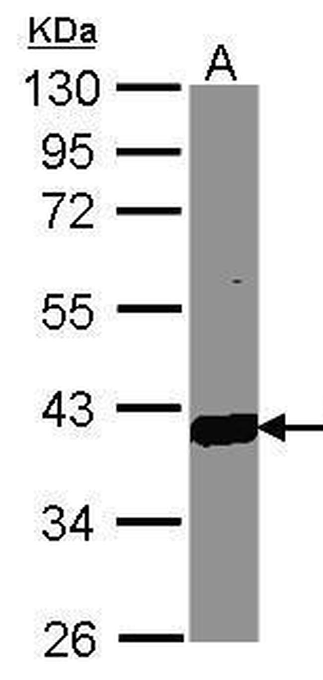 AKR1C3 Antibody in Western Blot (WB)