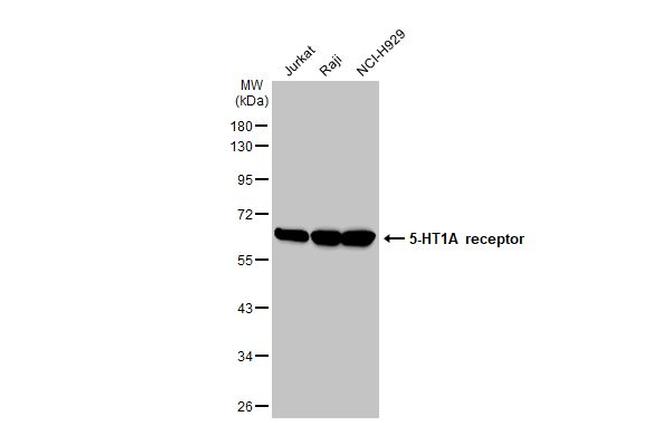 HTR1A Antibody in Western Blot (WB)