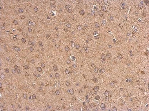 HTR1A Antibody in Immunohistochemistry (Paraffin) (IHC (P))