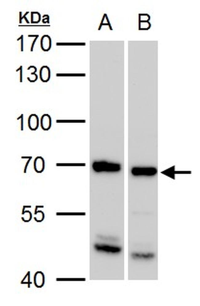 SSX2IP Antibody in Western Blot (WB)