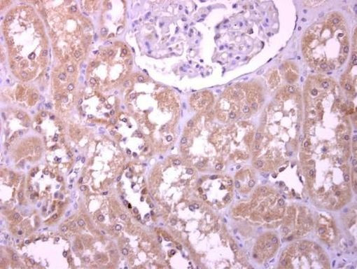 PODXL Antibody in Immunohistochemistry (Paraffin) (IHC (P))