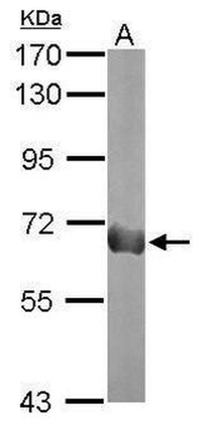 PODXL Antibody in Western Blot (WB)