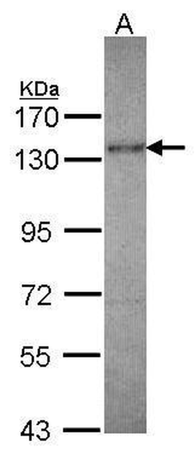 Kinesin 5A Antibody in Western Blot (WB)