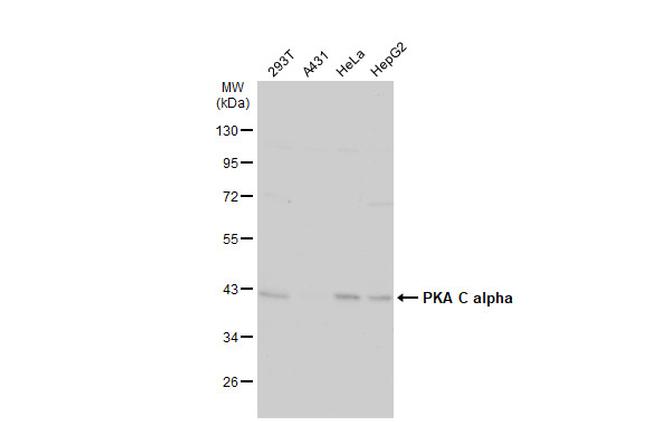 PKA alpha Antibody in Western Blot (WB)