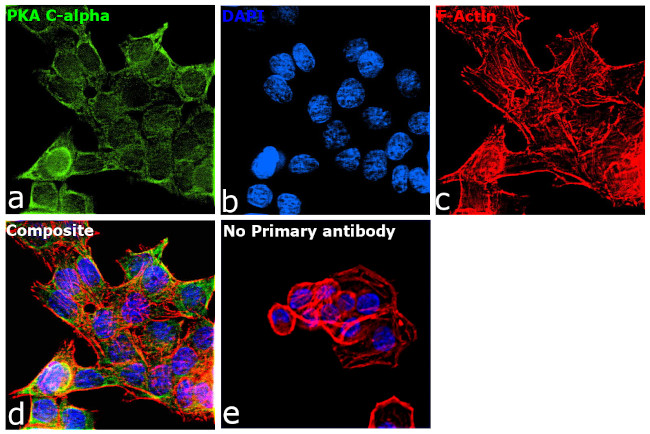 PKA alpha Antibody in Immunocytochemistry (ICC/IF)