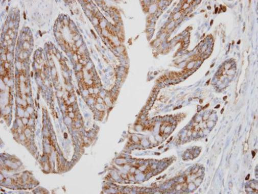 PKA alpha Antibody in Immunohistochemistry (Paraffin) (IHC (P))