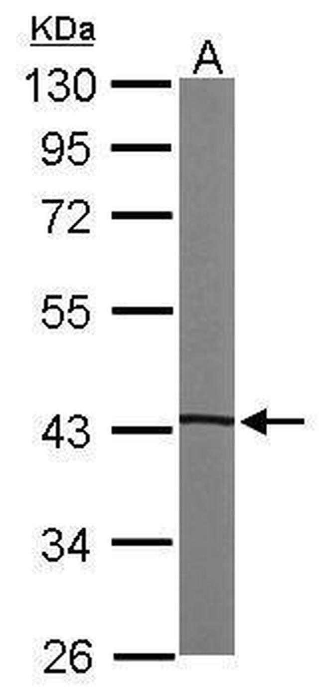 PKA alpha Antibody in Western Blot (WB)