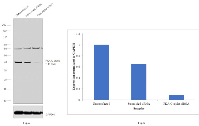 PKA alpha Antibody in Western Blot (WB)