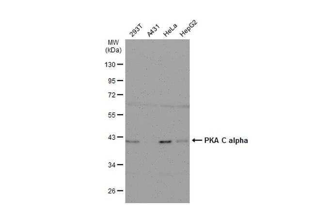 PKA alpha Antibody in Western Blot (WB)