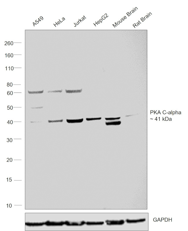 PKA alpha Antibody in Western Blot (WB)