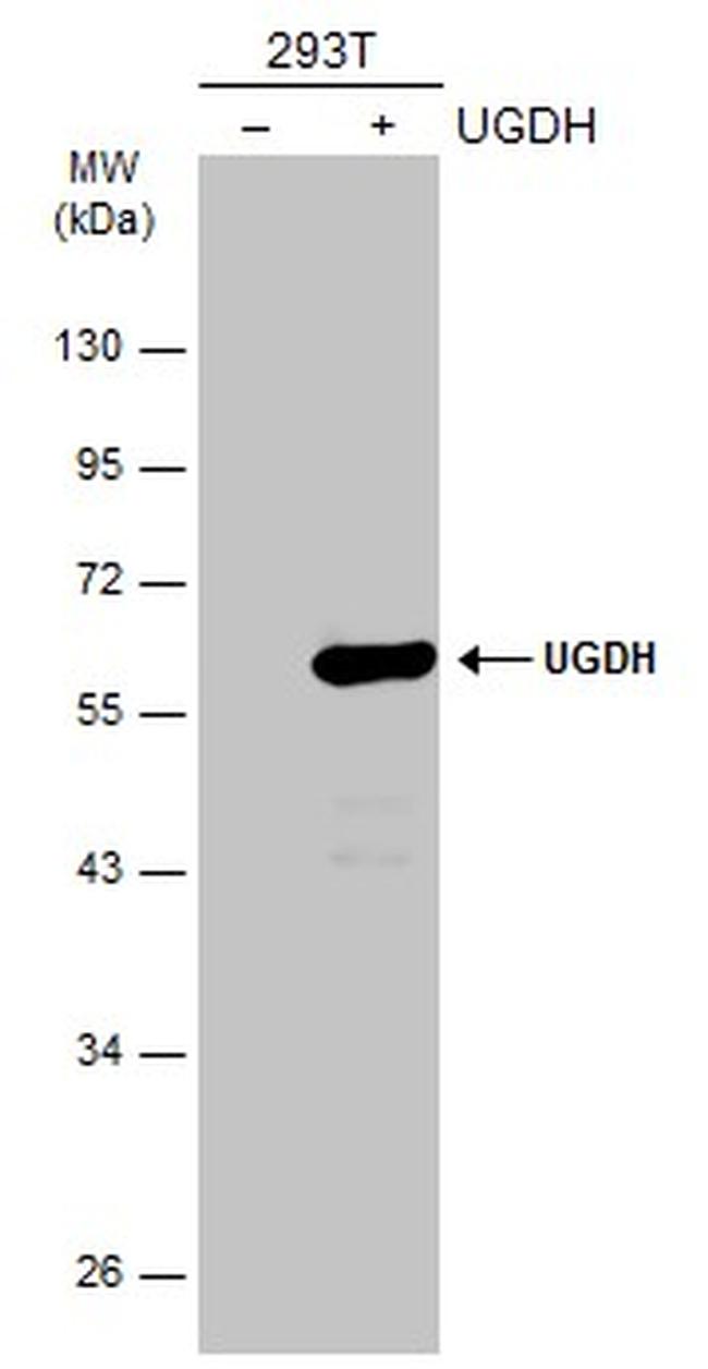 UGDH Antibody in Western Blot (WB)